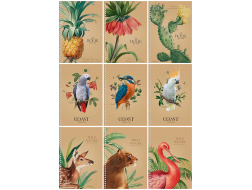 Блокнот Student B6 80арк# 6072К спіраль